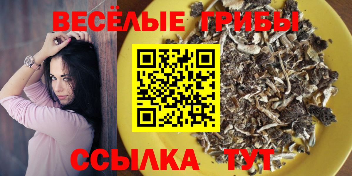Ачхой-Мартан  Псилоцибиновые грибы MAGIC MUSHROOMS  Вход с VPN 